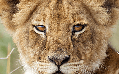 5 Reasons to Go On Safari with Us