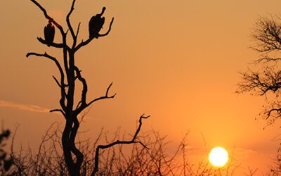 5 Safari Tips You Might Have Missed When Planning Your African Adventure