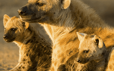 The Best Tips For Your First Time On A Safari