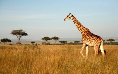 Choosing Your First African Safari