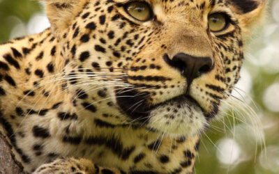 What You Need To Know Before Booking Your First Safari