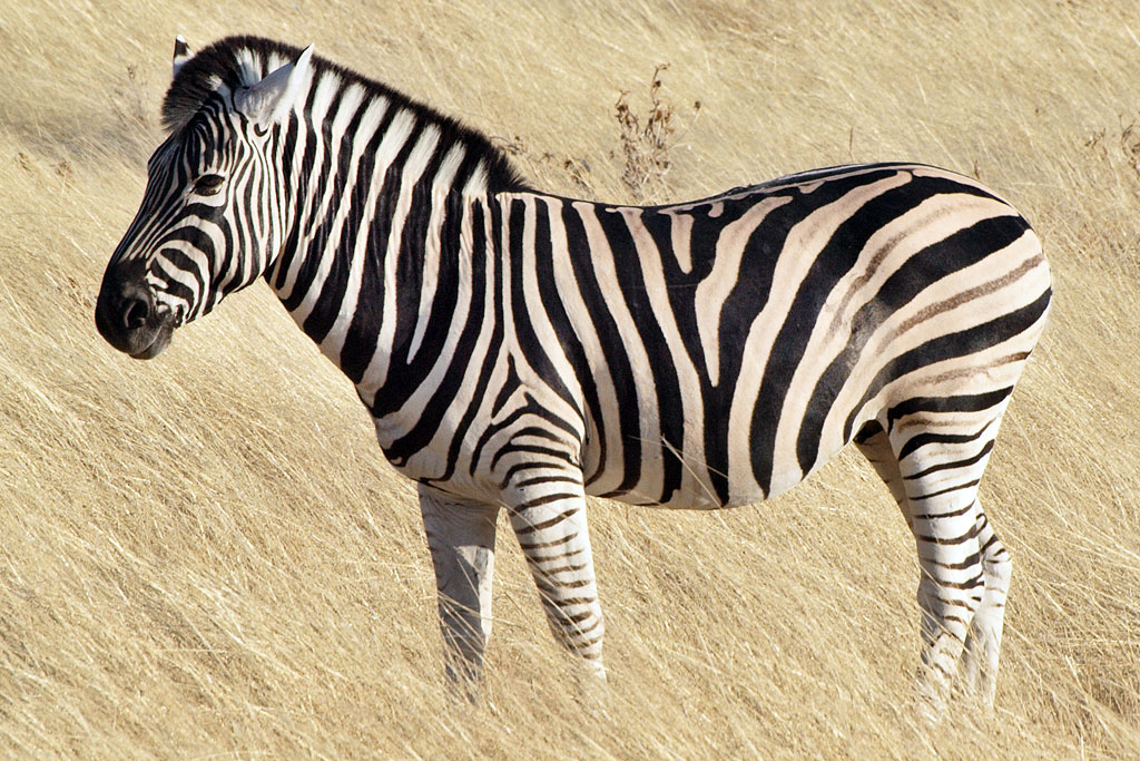 All About The Zebra - Royal Safaris