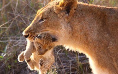 The Kruger National Park: A Short Introduction