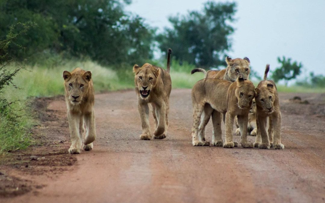 Kruger vs. Marloth: Where Should You Stay for the Ultimate Safari Experience?