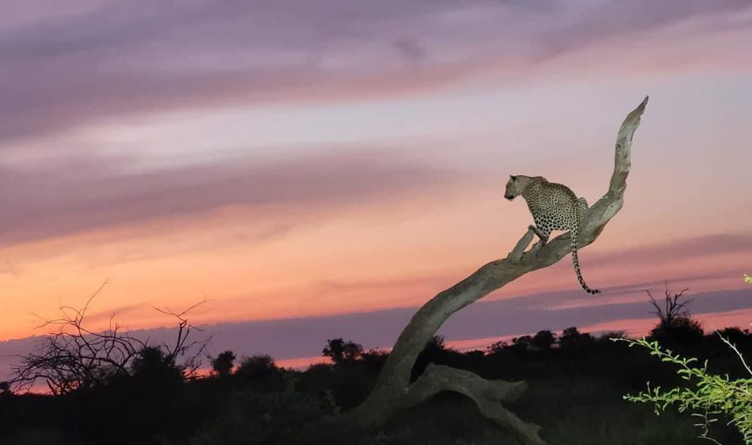 Conservation In Kruger National Park