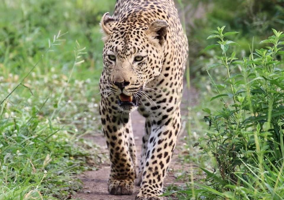 Seasons of The Kruger: A Year-Round Safari Adventure