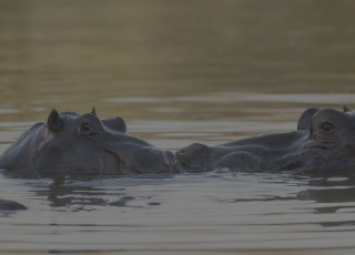 Animals of the Kruger National Park: Big 5 & Wildlife Sightings Guide