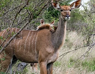 How many days do you need in the Kruger? A real answer