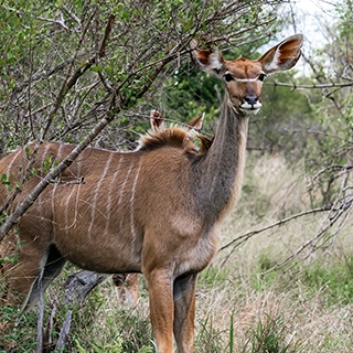 How many days do you need in the Kruger? A real answer