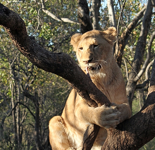Lion in the tree seen on Kruger National Park safaris