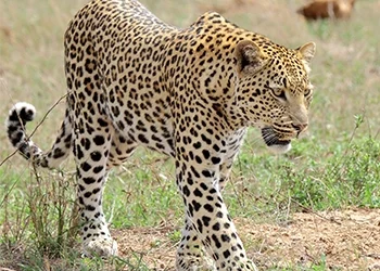 How to Spot Leopards in the Kruger: A Helpful Guide
