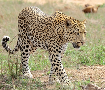 How to Spot Leopards in the Kruger: A Helpful Guide