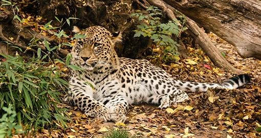 Leopard lying among leaves and grass beside a tree in Kruger National Park, South Africa