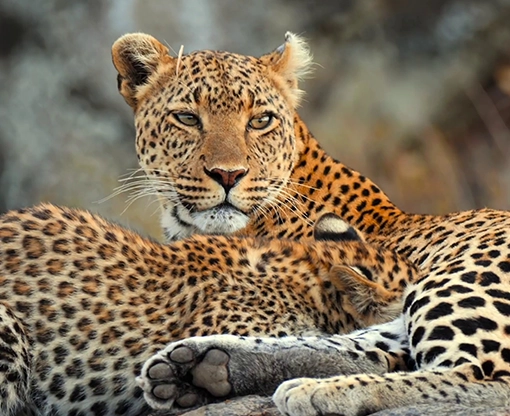 <br />
Leopard mother with her cub photographed in Kruger National Park, South Africa