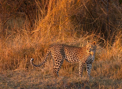 Leopard photographed at sunset in Kruger National Park, South Africa