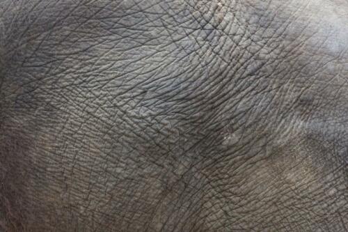 Safaris