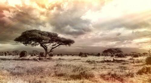 Safaris