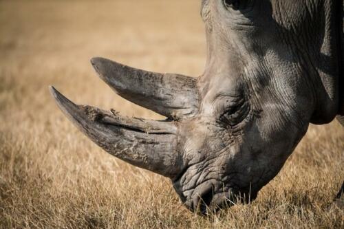 Safaris
