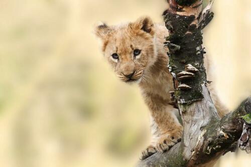 Safaris