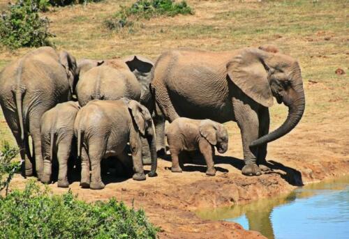 Safaris